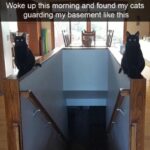 Funny Cat Memes