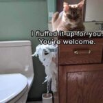 Funny Cat Memes