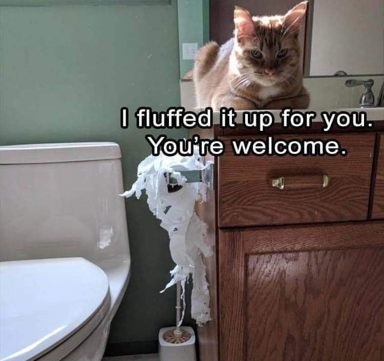 Funny Cat Memes