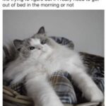 Funny Cat Memes