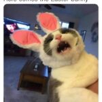 Funny Cat Memes