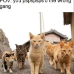 Funny Cat Memes