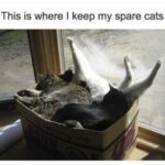 Funny Cat Memes