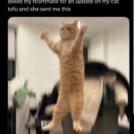 Funny Cat Memes