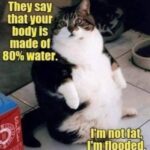 Funny Cat Memes