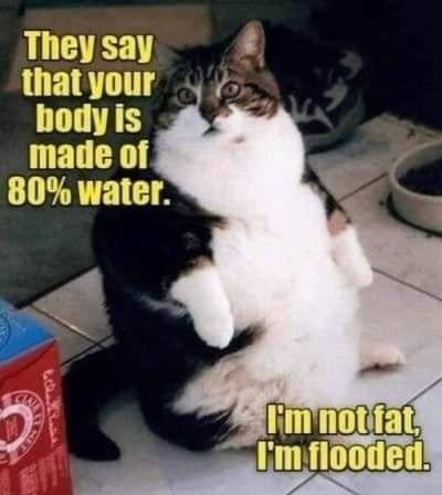 Funny Cat Memes