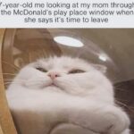 Funny Cat Memes