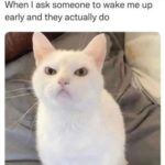 Funny Cat Memes