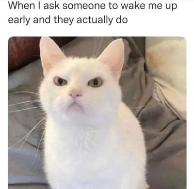 Funny Cat Memes