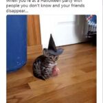 Funny Cat Memes