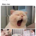 Funny Cat Memes