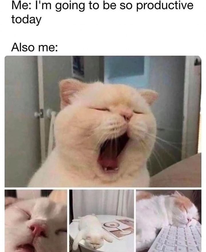 Funny Cat Memes