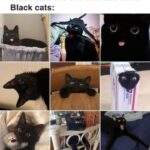 Funny Cat Memes