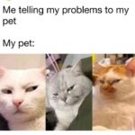 Funny Cat Memes