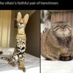 Funny Cat Memes