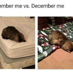 Funny Cat Memes