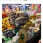 Funny Cat Memes