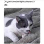 Funny Cat Memes