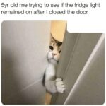 Funny Cat Memes