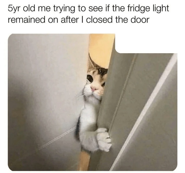 Funny Cat Memes