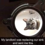 Funny Cat Memes