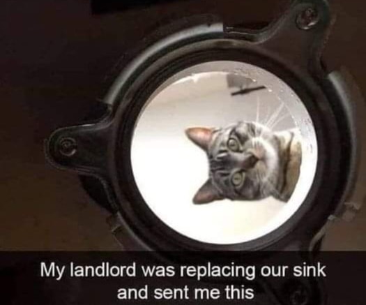 Funny Cat Memes