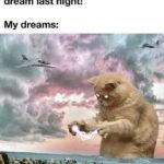 Funny Cat Memes