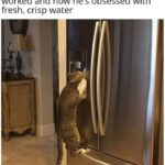 Funny Cat Memes