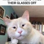 Funny Cat Memes