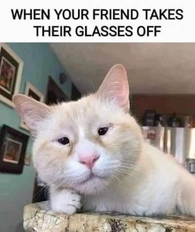 Funny Cat Memes