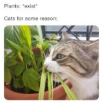 Funny Cat Memes