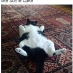 Funny Cat Memes