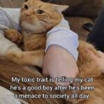 Funny Cat Memes