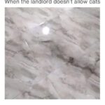 Funny Cat Memes