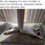 Funny Cat Memes