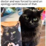 Funny Cat Memes