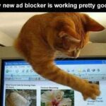 Funny Cat Memes