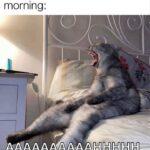 Funny Cat Memes