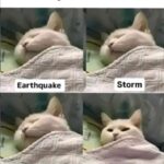 Funny Cat Memes