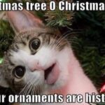 Funny Cat Memes