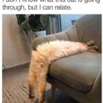 Funny Cat Memes