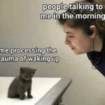 Funny Cat Memes