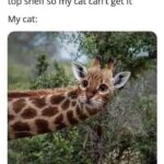 Funny Cat Memes