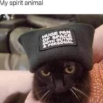 Funny Cat Memes