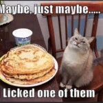 Funny Cat Memes