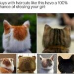 Funny Cat Memes