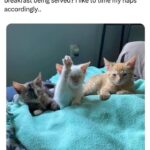 Funny Cat Memes