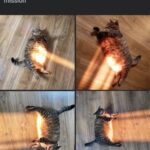 Funny Cat Memes