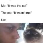 Funny Cat Memes