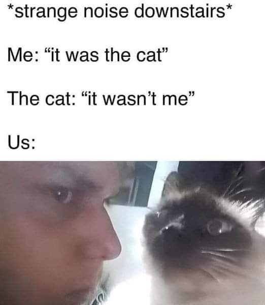 Funny Cat Memes